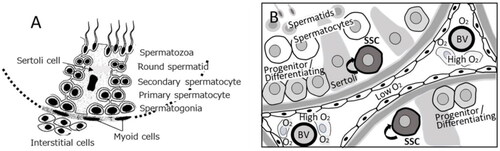 Figure 7. A) Schematic view which indicates development of male germ cells in the seminiferous tubules (Jung et al. Citation2019). B) A proposed model for the location of mouse spermatogonia stem cells (SSCs) close to the basement membrane in the seminiferous tubules, and away from blood vessels (BV) (Lord and Nixon Citation2020).
