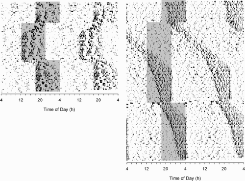 FIGURE 1.  Changes of the circadian activity rhythm following a single shortening or lengthening of the light time by 6 h. Actograms representative for the majority of WT (left side) and DAO (right side) hamsters are shown. All 12 WT animals resynchronized their activity rhythm to the advanced and the delayed LD zeitgeber. Eight re-entrained by a phase advance following a single shortening of the light time (cf. Table 1), whereas all 12 delayed their activity pattern following a single lengthening of the light time. In contrast, only 8 of 12 DAO hamsters resynchronized to an advanced LD zeitgeber (cf. Figure 3), all by delaying their activity rhythm. Six of these eight hamsters re-entrained following a delay of the LD cycle by delaying their activity rhythm, the other two becoming day-active or free-running. Motor activity is double plotted from top to bottom. Abscissa shows time-of-day in hours. The shaded areas indicate the dark time but were drawn only once for better visualization of the rhythm change following the LD shifts.