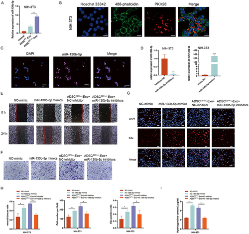 Figure 5 ADSCE2F1-/--Exos promoted proliferation, migration, and collagen formation of fibroblasts via transferring miR-130b-5p. (A) miR-130b-5p expression of NIH-3T3 cells in the Control, ADSCE2F1-/--Exo and ADSCWT-Exo groups. (B) Representative confocal images of IF showed that PKH26-labeled ADSCE2F1-/--Exos were internalized into NIH-3T3 cells after 24h co-culture. Bar = 10 µm. (C) FISH assay of miR-130b-5p in NIH-3T3 cells. Bar = 50 µm. (D) miR-130b-5p expression of NIH-3T3 cells treated with NC-mimic, miR-130b-5p mimics, NC-inhibitor, and miR-130b-5p inhibitors. Wound healing (E) and transwell assay (F) showed the migration ability of NIH-3T3 cells treated with NC-mimic, miR-130b-5p mimics, ADSCE2F1-/--Exo + NC-inhibitor, ADSCE2F1-/--Exo + miR-130b-5p inhibitors. Bar = 200 µm (E). Bar = 200 µm (F). (G) EdU staining showed the proliferation ability of NIH-3T3 cells. Bar = 50 µm. (H) Quantitative analysis of wound healing, transwell, and EdU assay. (I) HYP content of NIH-3T3 cells in the four groups. *p-value < 0.05, **p-value < 0.01, ***p-value < 0.001.