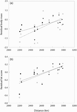 Figure 7. Mean residual body mass (a) and fat score (b) of Barn Swallows Hirundo rustica for each sampling location (n = 10 or more individuals) in relation to linear distance between the sampling location and the southern margin of the Sahara Desert. Triangles, adults; circles, juveniles; filled symbols, Italian sites; open symbols, Iberian sites. Redrawn from Rubolini et al (Citation2002).