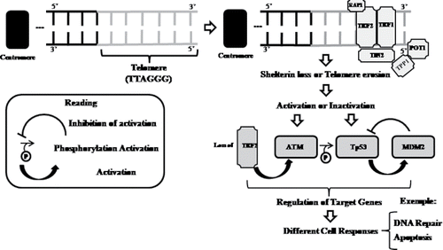 Figure 4. Schematic representation for protein performance in telomeric regulation and genomic stabilization mechanisms. TRF, telomeric repeat-binding factor; TIN2, TRF1-interacting factor-2; POT1, protection of telomeres 1, TPP1, tripeptidyl-peptidase 1; ATM, ataxia telangiectasia mutated; p53, tumor protein 53; MDM2, mouse double minute 2 homolog.