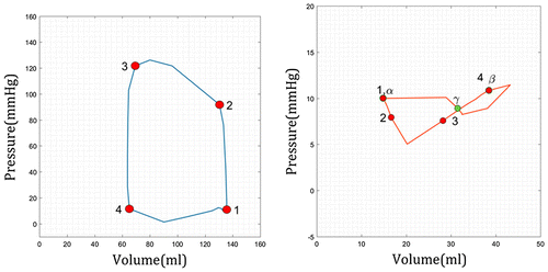 Figure 1. Representative pressure-volume loop of human LV (blue, left) and LA (orange, right) in a healthy subject. The key points for LV are 1–4; for LA are α, β, and γ.