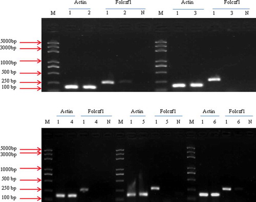 Fig. 9 RT-PCR analysis of the transcription of folczf1 in the different mutants. The β-actin gene was amplified and used as a control; Lanes 2 to 6 represent different transformants mediated by ATMT; Lane 1 represents the WT strain of Fusarium oxysporum, HS2; Lane N represents the negative control