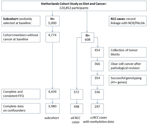 Figure 1. Flowchart of available subcohort members and renal cell cancer cases after 20.3 yr of follow-up, Netherlands Cohort Study on Diet and Cancer, 1986–2006. Notes: ccRCC, clear-cell renal cell cancer; FFQ, food-frequency questionnaire; NCR, Netherlands Cancer Registry; PALGA, Netherlands Pathology Registry; RCC, renal cell cancer.