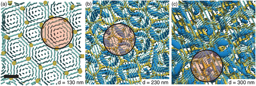 Figure 9. (Colour online) Same structures as in Figure 8 with director structure drawn in the plane near the top glass plate and detected quarter-skyrmions in thicker layers (b,c). In thinnest case (a) the structure is a lattice of half-skyrmions wedged between 5 and 7 vertical disclinations. (b, c) When horizontal disclination connections begin to form the half-skyrmions are replaced by quarter-skyrmion filaments lying obliquely to the surfaces. In all three cases, half-skyrmion director profiles are observed close to the surfaces, above the disclination junctions, with few examples marked with faint-red circles. Scale bar corresponds to 100 nm for 270 nm pitch.