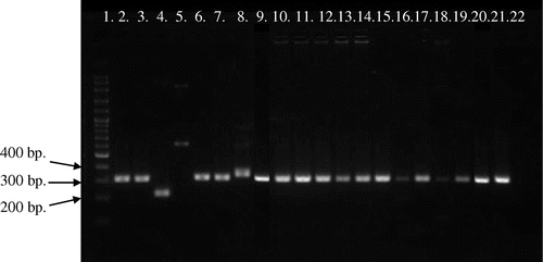 Figure 2. Picture of PCR products of MG reference strains and local strains (13 field samples) by pMGA gene using primer AUTS11 F + ATTS11 R. 100-bp plus DNA ladder (lane 1), MGS6 (lane 2), MG F (lane 3), TS 11 (lane 4), 6/85 (lane 5), MG R (lane 6), PG 31 (lane 7), A5969 (lane 8), MG-positive field strains (lane 9–21), Negative control (lane 22).