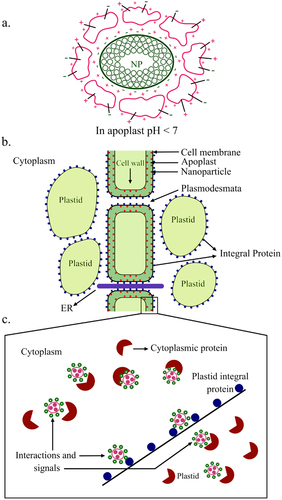 Figure 2. (a) the electrostatic interaction between positive charges of cell surface proteins and negative charges of NPs (nanoparticles), resulting in ‘corona’ formation at the apoplastic pH of less than 7. (b) NPs bind the cell surface via charged groups on the cell surface of ‘corona’ and enter the cell by endocytosis or through pores. (c) Once internalized, NPs interact with cytoplasmic proteins and organelles, bringing about metabolic adjustments and changes in gene expression, thereby improving growth.