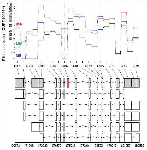 Figure 4. Example of the alternative exon usage of gene GS_05680 (cufflinks ID: CUFF.19035) along the A. suum intestinal axis. The purple colored exon (E009) highlighted in the gray isoform is the differentially expressed exon. X-axis represents the individual exonic regions. Y-axis represents the counts of transcripts for the corresponding exonic regions modeled by the DEXseq package. The line for each intestinal region designates the transcript counts for each exonic sequence in that intestinal region: MA, male anterior intestine; MM, male middle intestine; MP, male posterior intestine. Gene model and all the assembled transcript isoforms are diagrammed below the chart with the corresponding genomic loci indicated.