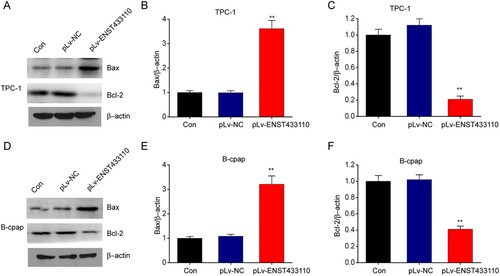 Figure 5. Overexpression of lncRNA ENST433110 regulates Bcl-2 and BAX expression in TC cells. A–F, Representative immunoblots and quantification of Bcl-2 and BAX expression in TPC-1 (A–C) and B-CPAP (D–F) cells. Data are represented as the mean ± SEM of three independent experiments. **P < 0.01 vs. pLv-NC.