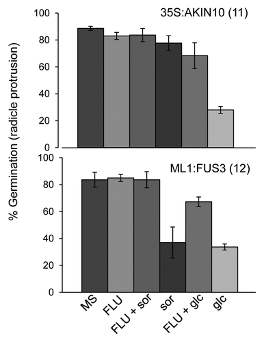 Figure 3. Osmotic stress hypersensitivity of ML1:FUS3 seeds and glucose hypersensitivity of 35S:AKIN10 seeds are both partially dependent on de novo ABA synthesis. Germination (radicle protrusion) of 35S:AKIN10 and ML1:FUS3 seeds 2 d after imbibition on MS, 10 µM fluridone (FLU), 3% sorbitol (sor) ± 10 µM FLU, and 3% glucose (glc) ± 10 µM FLU. Averages from 3 experiments ± SD are shown. 100–150 seeds were used in each experiment.