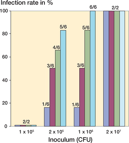 Figure 3. Infection rates for the groups with and without bFGF-application after soft tissue trauma in total and related to each of six experimental phases are graphically demonstrated in the upper section. The number of animals in total and in each phase is noted at the top. Inoculum doses between 1x105 CFU and 2x107 CFU were used. Below the results from each phase for either group, the inoculum doses and the number of animals used at these doses are indicated, reflecting the sequential “up-and-down” dosage technique