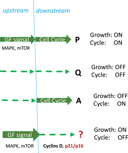 Figure 7. Four combinations of growth and cycling: formal approach.