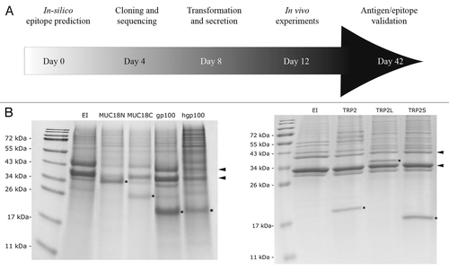 Figure 3 Screening for CTL epitopes. (A) A schematic diagram of the experimental design is shown. In parallel, 5 different antigens including TRP2, MUC18, survivin, gp100 and hgp100 were evaluated for different CTL epitopes in 42 days. (B) TTSS-mediated protein secretion was evaluated by SDS-PAGE (E and F). The positions of popB (bottom arrow) and popD (top arrow) are marked with arrows on the right. The positions of the EXO-S fusion proteins are marked with stars within the gel.