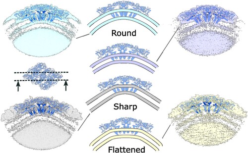 Figure 4. Variability of the single raft conformation, shown on two envelope protein asymmetric units anchoring the membrane. Slice direction is shown with respect to the raft assembly. The unsharpened maps are presented and the isosurface display threshold is adjusted independently to show both the membrane and envelope protein density. The curvature of the membrane varies from smooth to sharp-edged or flattened. The model of a single raft is shown overlapped with the membrane profiles.