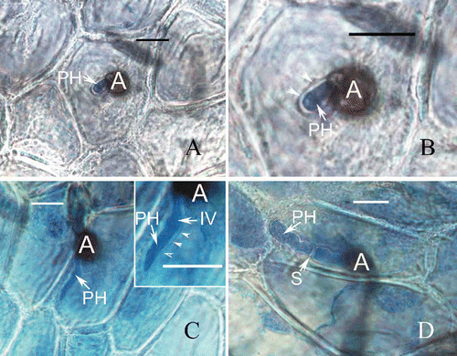Figure 5. Development of fungal infection structures on host cells during interaction of banana with C. horii isolates. A, a primary hypha in an initial infection cell 96 h after inoculation. B, enlarged portion of (A). Note that a primary hypha is separated by an interfacial matrix from the invaginated plasma membrane (arrowhead) surrounding it. C, a primary hypha in an initial infection cell 120 h after inoculation. Note that an enlarged portion of (C) at the right top, in which a primary hypha did not make contact with the host plasma membrane (arrowlead). D, a primary hypha in an initial infection cell 144 h after inoculation. A, appressorium; PH, primary hyphae; IV, infection vesicle; S, septum; Bar = 10 μm.