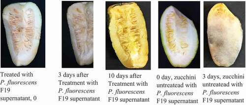 Figure 5. Conservation test of zucchini vegetable