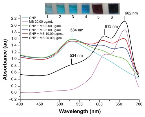 Figure 1 Ultraviolet-visible absorption spectra of GNP, MB, and GNP–MB conjugate.Notes: GNP has signature spectra at 534 nm due to surface plasmon resonance. MB shows absorption peaks at 662 nm and 613 nm. With the increase of MB concentration in constant concentration of GNP (0.2 mg/mL), absorption peaks of GNP successively vanished at 534 nm, and new enhanced absorption peaks formed at 662 nm and 613 nm. Coloration pattern is shown in inset. Test tubes 1, 2, 3, and 4 show MB of 2.50, 5.00, 10.00 and 20.00 μg/mL concentrations, respectively. Test tubes 5 and 6 show GNP (0.2 mg/mL) and GNP–MB (20.00 μg/mL MB), respectively.Abbreviations: GNP, gold nanoparticle; MB, methylene blue.