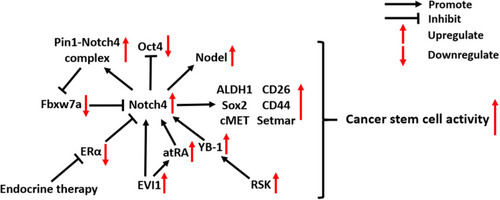 Figure 2 Molecular mechanisms of Notch4 signaling in cancer stem cells.