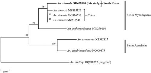 Figure 1. A maximum-likelihood (ML) tree showing the mitochondrial genetic distance between South Korean and Chinese An. sinensis. The ML tree was reconstructed based on amino acid sequences of the 13 mitochondrial PCGs under the mtART + F+I + G4 model using the IQTREE program. A newly sequenced An. sinensis individual from South Korea was highlighted in bold.