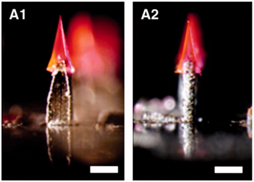 Figure 6. Images of an arrow head microneedle (Chu & Prausnitz, Citation2011).