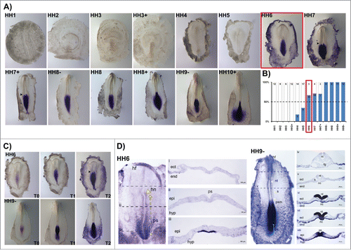 Figure 6. HoxB9 expression patterns. (A) Evaluation of HoxB9 gene expression by in situ hybridization. Black arrowheads highlight asymmetrical expression around the Henson's node. (B) Representation of the percentage of embryos that display HoxB9 expression. Numbers indicate the experimental N. Red boxes highlight the developmental stage where over 50% of the tested embryos present HoxB9 staining. (C) In situ hybridization images obtained with increasing times of staining reaction, evidencing graded HoxB9 expression. (D) Transverse section analysis of HoxB9 expression patterns in different developmental stages. hf – head fold; hn – Hensen's node; ps – primitive streak; ect – ectoderm; end – endoderm; epi – epiblast; hyp – hypoblast; nt – neural tube; s – somite; psm – presomitic mesoderm; fg – foregut; nc – notochord.