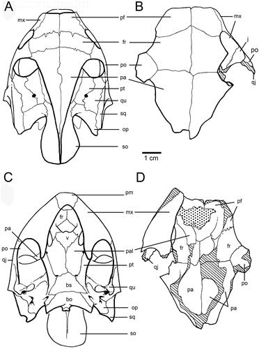 Figure 6. Skull features of Carettochelys spp., in dorsal (A–B) and ventral (C–D) views. A, C, Carettochelys insculpta. B, D, Carettochelys niahensis.