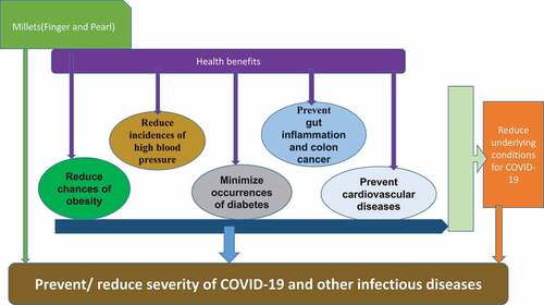 Figure 2. Theoretical framework of the role of millets in reducing severity of underlying conditions associated with COVID-19.