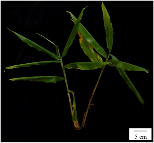 Figure 1. The aerial stem of Zingiber striolatum (photo taken by Hong-Lei Li took at Xishuangbanna Botanical Garden, Jinghong, Yunnan).