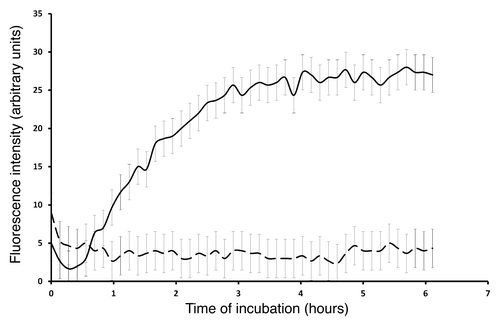 Figure 3. Fibrillation kinetics of Bgl2p at different pH values measured by thioflavin T fluorescence at 480 nm at pH 5.0 (solid line) and pH 7.6 (dashed line). The fibrillation kinetics was measured at 35°C and using 600 rpm of shaking for 240 sec during each cycle of 400 sec. The excitation wavelength was 450 nm. The plotted data curves are an average of the three individually measured fibrillation kinetics.