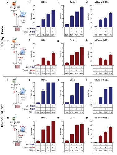 Figure 6. Treating NK cells with N-809, combined with tumor cell exposure to N-809, resulted in the highest levels of tumor cell lysis. (a, e, i, m) Schematics of experimental procedures. Healthy donor (b–d) and cancer patient (j–l) NK cells were incubated ±N-809 (37.5 ng/ml), washed, and added to the lysis assay at a 10:1 E:T ratio. Tumor cells were exposed to IgG1 control or N-809 (20 ng/ml) before NK cells were added. Results from one representative healthy donor and one of two cancer patients are shown using three human tumor cell lines as targets: H441 (lung carcinoma, b and j), CaSki (cervical carcinoma, c and k), and MDA-MB-231 (breast carcinoma, d and l). (f–h and n–p) NK cells were treated as above. Tumor cells were exposed to IgG1 control or cetuximab (10 ng/ml) before NK cells were added. Similar results were observed in additional donors and an additional cancer patient. Tables display drug exposure of NK cells and tumor cells.