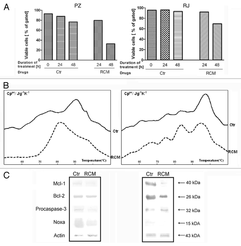Figure 1. Viability of CLL cells (A), differential scanning calorimetry profiles of nuclear fraction (B) and changes in expression of apoptosis-related proteins (Mcl-1, Bcl-2, procaspase-3, Noxa) in PBMC lysates (C), isolated from blood of patients PZ and RJ, incubated for 48 h with and without RCM combination. Immunoblot analysis of PBMCs after their exposure to drug combination were analyzed by alkaline phosphatase method in the presence of appropriate antisera. Protein lysates (50 μg) were loaded into 12.5% polyacrylamide gels; β-actin was used as loading control; Cpex - excess heat capacity.