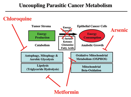 Figure 6 Uncoupling parasitic cancer metabolism. Drugs such as chloroquine (which inhibits autophagy) and metformin (which inhibits lipolysis), will prevent energy transfer to cancer cells and tumor growth. In this scenario, mitochondrial poisons (such as metformin, arsenic and others) could also be used to uncouple tumor cells from the energy-producing host stroma.