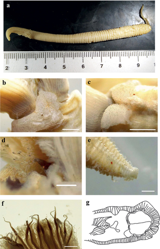 Figure 4. Myxicola sp. 2. (a) entire worm from Naples; (b, c) scheme of the peristomal ring: (b) ventral view; (c) lateral view; (d) complex of ventral and dorsal lips; (e) pygidium; (f) radiolar tip; (g) scheme of radiolar section. Scale bar: b, c = 2 mm; d, f = 1 mm, e = 0.5 mm.