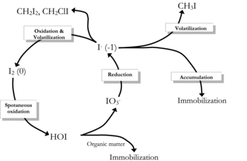 FIGURE 7. Biological transformations of iodine (Amachi et al., Citation2005a).