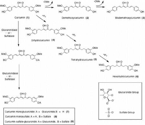 Fig. 2. Curcumin transformation pathways and major conjugates/metabolites.