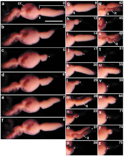 Figure 2. Repeated back and forth movements of ovisac eggs in a living worm undergoing oviposition. Anterior is to the left. (a-f) segments 10–14; (g-z) segments 12–14. Numerals shown in the upper right of each panel indicate the time (sec) after the onset of the ‘first’ forward movement of the ovisac eggs (square bracket) seen in (a). Arrowheads in (a), (g) and (q) indicate the posterior margin of the clitellar region (cr). The position of the posterior margin of the clitellar region is adjusted to the same level in each column of panels. Open circles indicate the posterior margin of the ovisac egg mass at the time it has just extended posteriorly. Asterisks indicate the posterior end of the ovisac egg mass at the time it has just shrunken anteriorly. it, intestine. Scale bar = 1 mm.