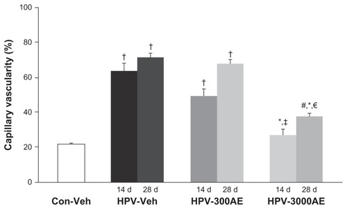 Figure 4 The percentages of capillary vascularity (mean ± SE) on day 14 and day 28 after vehicle (distilled water) or AE (300 and 3,000 mg/kg BW) treatments, shown for control and HPV groups.Notes: †Significantly different from control group (P < 0.001); #Significantly different from control group (P < 0.005); *Significantly different from HPV-Veh group (P < 0.001); ‡significantly different from HPV-300AE group (P < 0.001); €Significantly different from HPV-300AE group (P < 0.01).Abbreviations: Con, control; Veh, vehicle; HPV, human papillomavirus; AE, Acanthus ebracteatus Vahl crude extract; d, day.