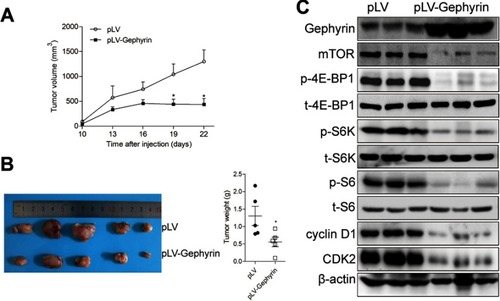 Figure 5 Gephyrin reduces H520 cell tumorigenesis. (A, B) Overexpression of gephyrin inhibited H520 xenograft tumor growth (A) and reduced tumor weights (B). (C) Overexpression of gephyrin reduced the protein levels of mTOR, cyclin-dependent kinase 2 (CDK2), and cyclin D1, and suppressed the phosphorylation of 4E-BP1, S6K, and S6 in H520 xenograft tumor. Tumors were homogenized in RIPA buffer. The protein levels were measured by Western blot analysis. β-Actin acted as the loading control. The experiments were repeated three times independently. *p<0.05.