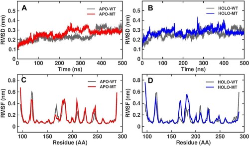 Figure 3. The Backbone Root Mean Square Deviation (RMSD) and value for WT and MT C176F of P53 protein in Apo and Holo simulations at 500 ns (A) Apo WT (Grey), Apo MT (red), (B) Holo WT (Grey), Holo MT (Blue). The Root Mean Square Fluctuation (RMSF) of Cα atoms for WT and MTC176F of P53 protein in Apo and Holo simulations at 500 ns (C) Apo WT (Grey), Apo MT (red), (D) Holo WT (Grey), Holo MT (Blue).