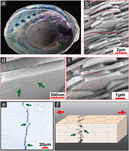 Figure 1. Structure of nacre; (a) natural nacre in an abalone shell (Halitosis iris); (b,c) aragonite platelets in brick-and-mortar structure; (d) arrows showing the nano-asperities on the surface of platelets providing a rough surface and increasing friction; (e) fracture pattern of nacre showing platelet pull out and bridging as well as crack deviations (arrows), more clearly seen in (f), schematic of nacre failure on the microscopic level.
