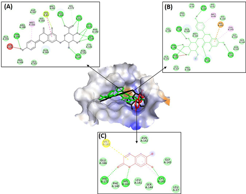 Figure 1 Molecular Interaction of (A) Apigenin-7-glucuronide, (B) Dihydrokaempferol-3-glucoside, and (C) Aesculetin to Mpro Enzyme.