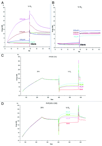 Figure 1. Affinity of V-D to PrP, as measured using the Biacore system. (A) The interaction between PrPc (90–231) and V-D2 showed high binding. (B) The interaction between PrPc (90–231) and V-D3 showed no binding affinity. (C) The interaction between PrPc (90–231) and V-D2, after saturating with the3F4 mAb. (D) The interaction between PrPc (101–130) and V-D2, after saturating with the 3F4 mAb. Experiments were performed at least 3 times and similar results were obtained. The figures express the representative results of the experiments.