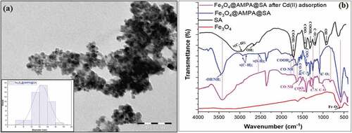 Figure 2. (a) TEM image of Fe3O4@AMPA@SA with size particles distribution (inset) and (b) FTIR spectrum of Fe3O4, SA, Fe3O4@AMPA@SA, and Fe3O4@AMPA@SA/Cd(II).