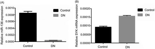 Figure 2. The relative expression of SYK and miR-136 in DN group and control group. RT-qPCR was performed to detect the relative expression of SYK (A) and miR-136 in DN group and control group, respectively. Each assay was repeated in triplicates and p < .05 was set as the threshold of significant difference.