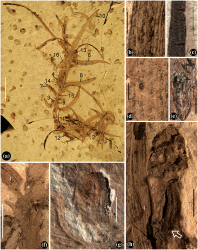 Figure 2. Yuhania daohugouensis gen. et sp. nov, and its details. Light microscopy. (a) The fossil embedded in yellowish tuffaceous siltstone. Some of the labeled regions are shown in later Figures. 1–4 and 12–13 are six aggregate fruits, 14–15 are immature flowers, 5 is an associated lichen (Daohugouthallus ciliiferus (Wang et al. Citation2010a)), 6–10 are leaves, and 16 is a lateral bud. Bar = 2 cm, (b) details of the leaf marked as 7 in Figure 2(a), with parallel veins and entire margin. Bar = 1 mm, (c) a leaf preserved as compression to the left and as impression to the right. Bar = 1 mm, (d) detailed view of the leaf marked as 8 in Figure 2(a), with entire margin, alternating veins and stomata zones. Bar = 1 mm, (e) stem with longitudinal ridges, partially embedded in the sediments. Bar = 1 mm, (f) detailed view of the region as 15 in Figure 2(a), showing an immature flower (asterisk) in leaf (l) axil. Bar = 5 mm, (g) detailed view of the immature flower in leaf (l) axil in Figure 2(f). Bar = 1 mm, and (h) the aggregate fruit marked as 1 and 12 in Figure 2(a). Note the pedicel connected (arrow) to the stem. Bar = 2 mm.