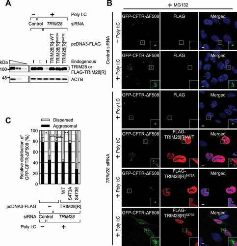 Figure 6. Poly I:C–induced TRIM28 phosphorylation hinders the formation of aggresomes containing GFP-CFTR-ΔF508. HeLa cells stably expressing GFP-CFTR-ΔF508 were treated with a control siRNA or TRIM28 siRNA. One day later, the cells were transfected with a plasmid expressing siRNA-resistant FLAG-TRIM28[R] (WT, S473A, or S473E) or a plasmid expressing only FLAG, which served as a negative control. One day later, the cells were either mock-transfected or transfected with poly I:C. The cells were treated with MG132 for 12 h before cell fixation; n = 3. (A) Western blotting validating specific downregulation of endogenous TRIM28 by means of siRNA and the expression of FLAG-TRIM28[R]-WT, FLAG-TRIM28[R]S473A, or FLAG-TRIM28[R]S473E at a level comparable to that of endogenous TRIM28. (B) Immunostaining of GFP-CFTR-ΔF508 (green) and exogenously expressed FLAG-TRIM28[R]-WT, FLAG-TRIM28[R]S473A, or FLAG-TRIM28[R]S473E (red). Nuclei were stained with DAPI (blue). Scale bar: 10 μm. (C) Relative percentages of cells containing either aggresomal or dispersed GFP-CFTR-ΔF508. To accurately assess the effect of exogenously expressed FLAG-TRIM28, only the cells expressing both GFP-CFTR-ΔF508 and exogenous FLAG-TRIM28 were counted. Two-tailed, equal-sample variance Student’s t test was carried out to calculate the P values. *, P < 0.05; **, P < 0.01