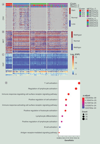 Figure 6. Eight hundred and seventeen common differentially expressed genes between iC1 and the other three subgroups and characteristics of CNV and MET variations for differentially expressed genes among four subgroups. (A) Distribution of CNV of DEGs in the iCluster subgroups. (B) Distribution of MET of DEGs in iCluster subgroups. (C) Distribution of DEGs in iCluster subgroups. The order of genes for heatmap was identical among (A–C). (D) Schematic diagram of GO enrichment analysis results.CNV: DNA copy number variation; DEG: Differentially expressed gene; GO: Gene ontology; MET: DNA methylation.