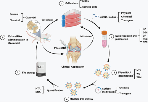Figure 3 Schematic diagram of potential factors that affect the management of EVs-miRNAs, which might further affect its clinical application in human OA.