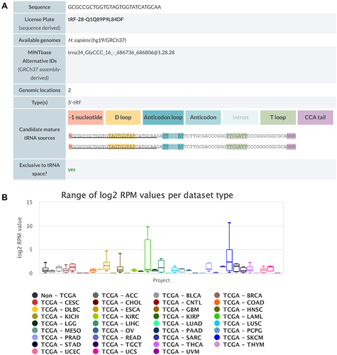 Figure 4 Detailed information of tRF-Gly-CCC-039 in MINTbase v2.0. (A) The tRF-Gly-CCC-039 is a 5′-tRF fragment with two genomic locations. (B) Abundance of tRF-Phe-GAA-001 in different cancers from the TCGA database.