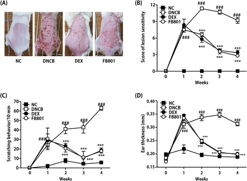 Figure 2. Effects of FB801 on atopic dermatitis (AD)-like clinical signs in 2,4-Dinitrochlorobenzene (DNCB)-treated mice. (A) To examine the severity of AD-like lesions, photographs of mouse dorsal skin were taken before mice were sacrificed on the 28th day of the experiment. (B) Skin severity scores of AD-like skin lesions in BALB/c mice. The total score is the sum of individual scores determined based on symptoms of erythema/hemorrhage, edema, scaling/dryness, and excoriation/erosion. (C) Scratching incidence and (D) Ear thickness were evaluated once a week. Data are expressed as mean ± SEM of five mice per group. ###P < 0.001 compared with the normal control (NC) group; ***P < 0.001 compared with DNCB-stimulated group.